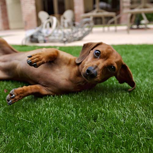 image of small dog on synlawn Billings artificial grass for pets